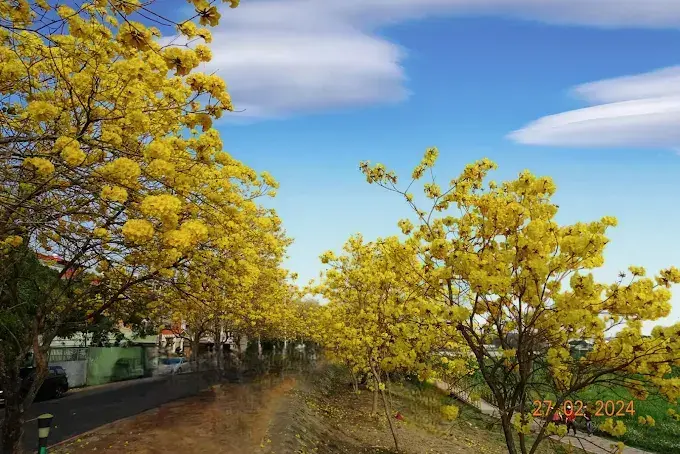 八掌溪畔黃金風鈴花